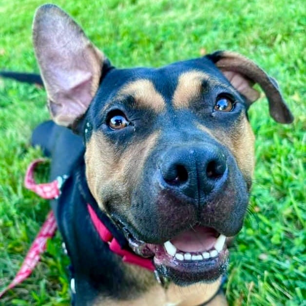 Photo of Molly, adoptable Terrier in Bloomfield, Connecticut