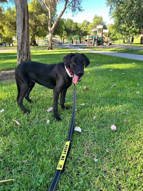 Photo of Frida, adoptable Labrador Retriever in San Diego, California