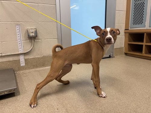 Photo of Busch, adoptable American Staffordshire Terrier in Grand Prairie, Texas