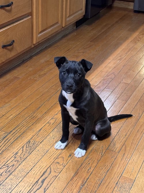 Photo of Hope, adoptable Boxer in Anchorage, Alaska
