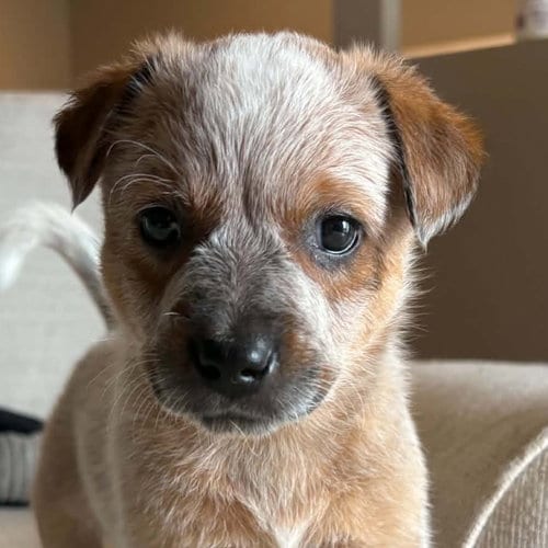 Photo of Crown Royal, adoptable Australian Cattle Dog/Blue Heeler in Normal, Illinois