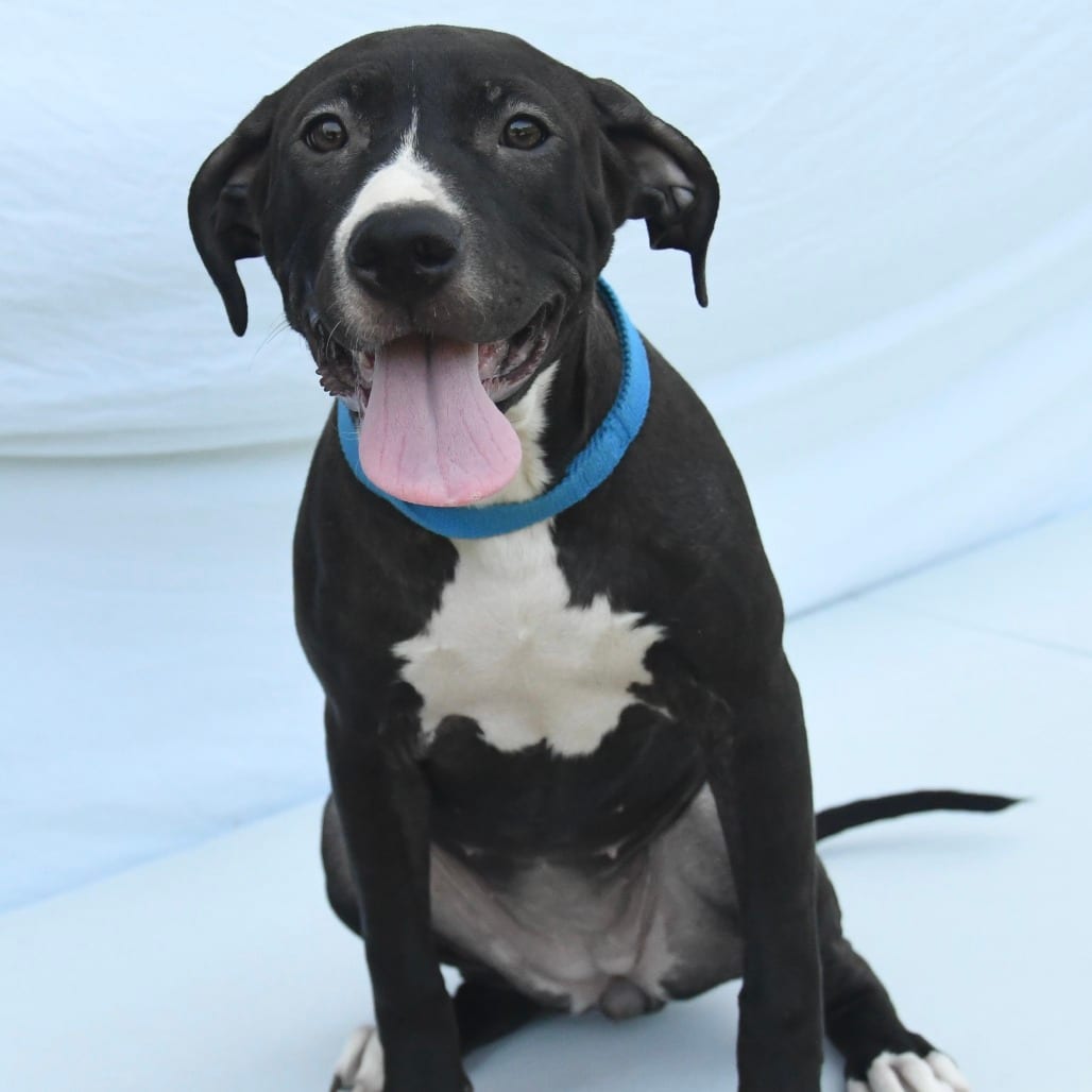 Photo of Juliette, adoptable Bulldog, American / Mix in South Elgin, Illinois
