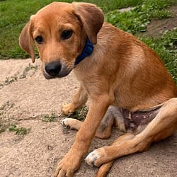 Photo of Ada, adoptable Plott Hound in Round Hill, Virginia
