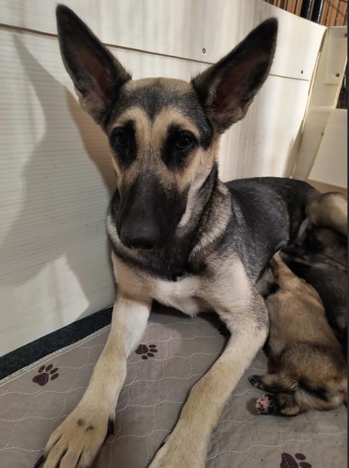 Photo of Grace (Weaning Hold), adoptable German Shepherd Dog in Kansas City, Missouri