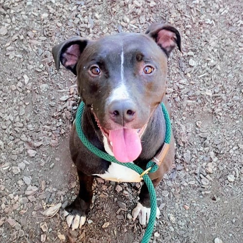Photo of King Tubby, adoptable American Pit Bull Terrier in Oakland, California