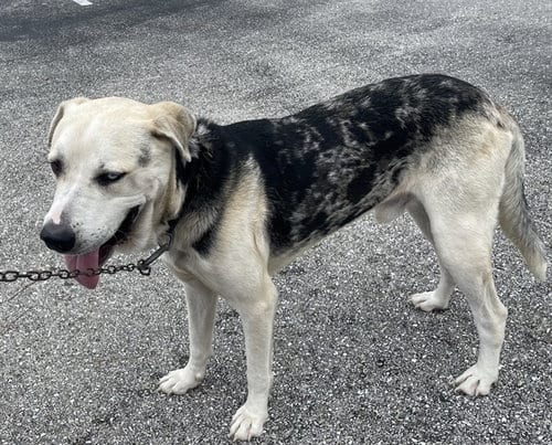 Photo of Rufus, adoptable German Shepherd Dog in Fort Myers, Florida