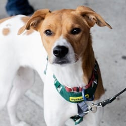 Photo of Lily Pad, adoptable Golden Retriever in New York, New York