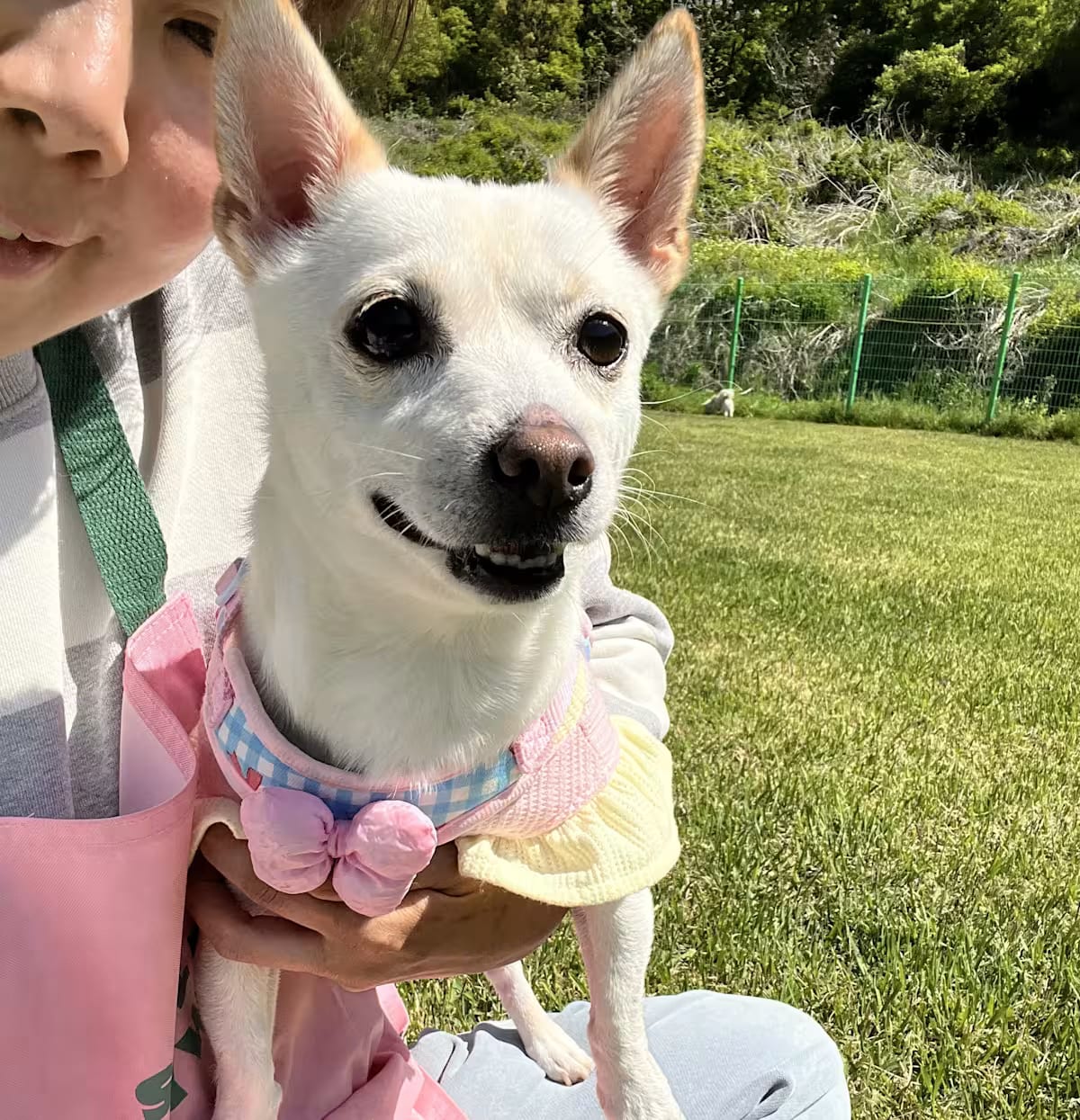 Photo of Eve, adoptable Jindo/Shiba Inu in Georgetown, District of Columbia