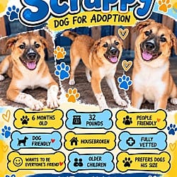 Photo of Scrappy, adoptable Mixed Breed (Medium) in Roswell, Georgia