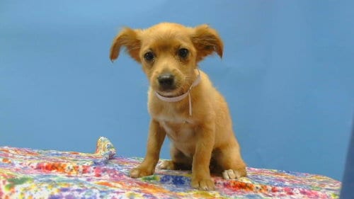 Photo of A5800214, adoptable Chihuahua in Gardena, California