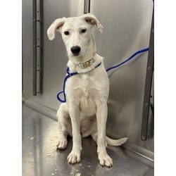 Photo of Lady, adoptable Terrier (Unknown Type, Medium) in Doral, Florida
