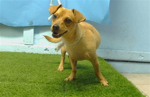Photo of A5800425, adoptable Dachshund in Gardena, California