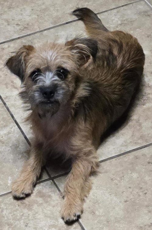 Photo of Freda, adoptable Border Terrier in San Antonio, Texas