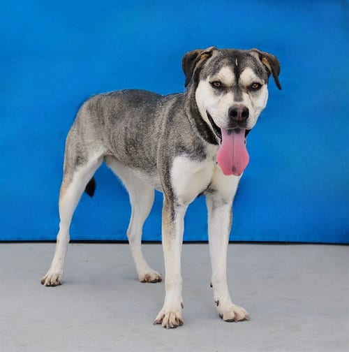 Photo of Peep, adoptable Siberian Husky in Baldwin Park, California