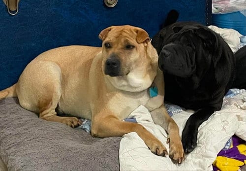 Photo of Scrappy, adoptable Chinese Shar-Pei in Tucson, Arizona
