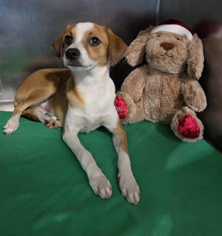 Photo of Autumm, adoptable Chihuahua in Bakersfield, California