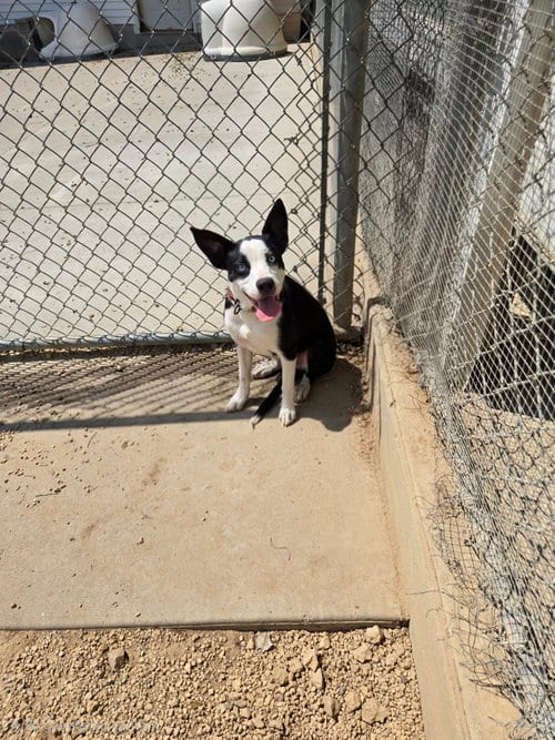Photo of Teeter, adoptable Border Collie in Maquoketa, Iowa