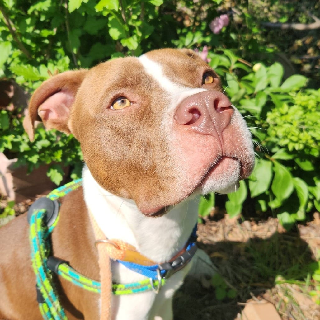 Photo of Gregory, adoptable Mixed Breed (Medium) in St. Louis, Missouri