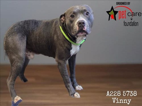 Photo of Vinny, adoptable Pit Bull Terrier in Los Angeles, California