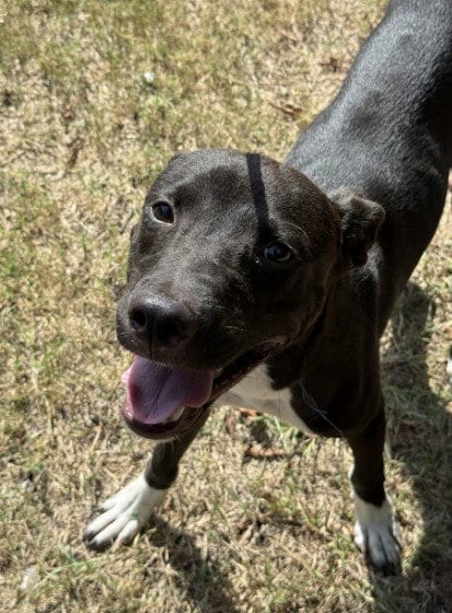 Photo of Moose, adoptable Staffordshire Bull Terrier in Killeen, Texas