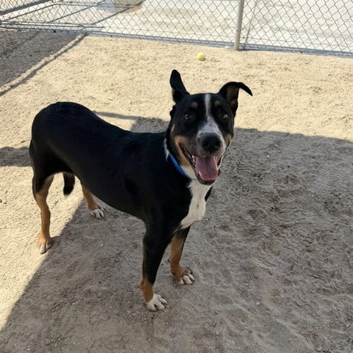 Photo of Bud, adoptable Labrador Retriever in Thousand Palms, California