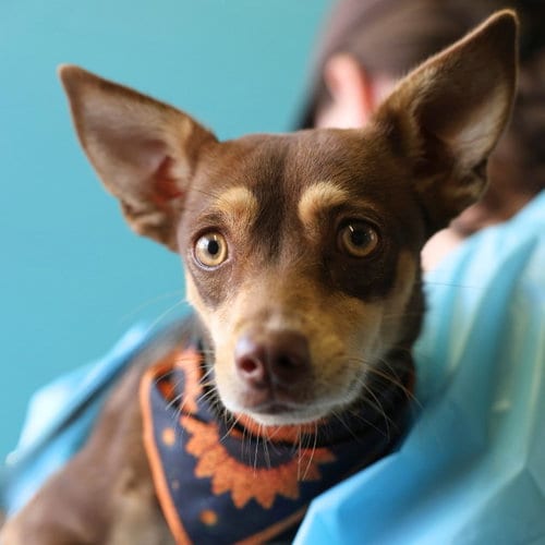 Photo of Kelly, adoptable Chihuahua in San Antonio, Texas