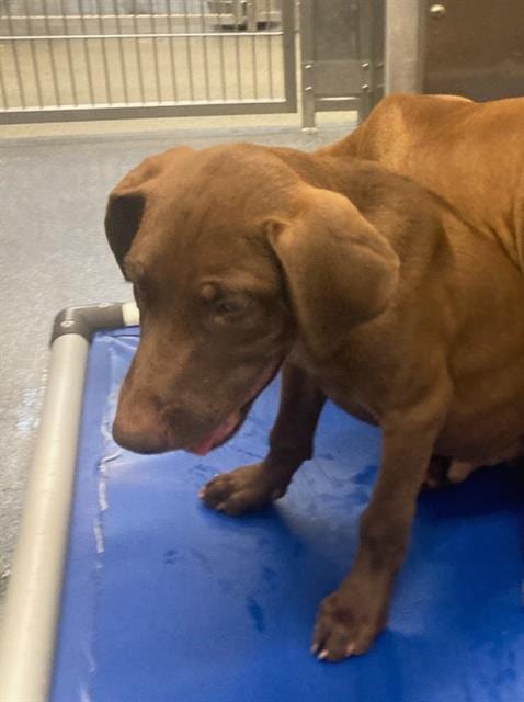 Photo of Ragnar, adoptable Labrador Retriever in Dallas, Texas