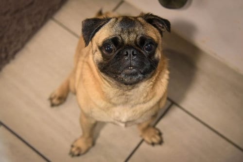 Photo of Jack, adoptable Pug in Millis, Massachusetts