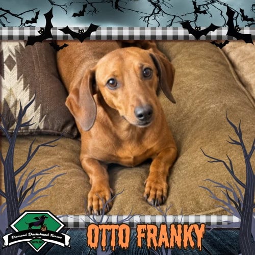 Photo of Otto Franky, adoptable Dachshund in San Antonio, Texas