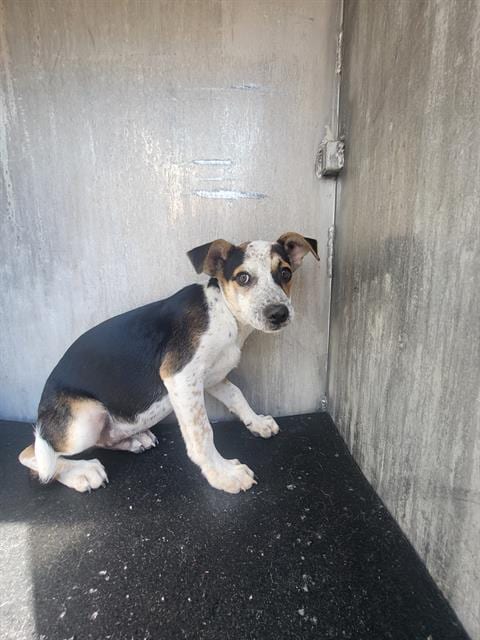 Photo of Taffy, adoptable Terrier in San Antonio, Texas