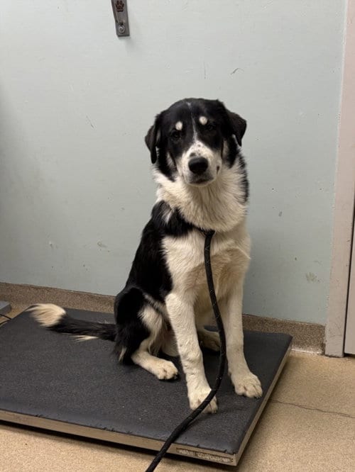 Photo of Charmer, adoptable Border Collie in Fort Collins, Colorado