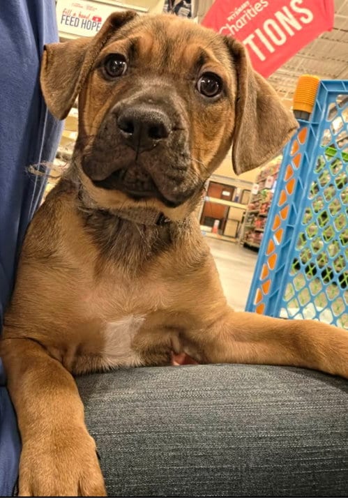Photo of Faith, adoptable Hound in Sanford, Florida