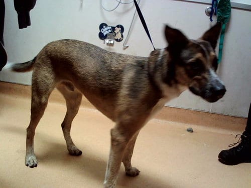 Photo of Pete, adoptable Australian Cattle Dog/Blue Heeler in Martinez, California
