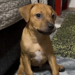Photo of Mindy, adoptable Boxer in Columbus, North Carolina