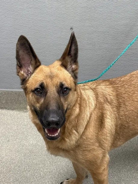 Photo of Saint Melo Williams, adoptable German Shepherd Dog in Las Vegas, Nevada