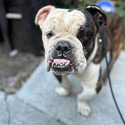 Photo of Baguette, adoptable English Bulldog in Boulder, Colorado