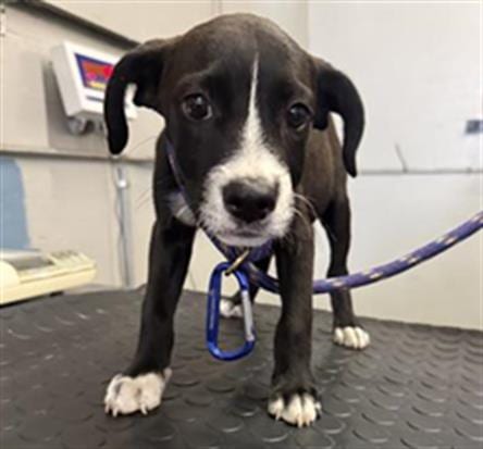 Photo of A888935, adoptable Parson Russell Terrier in Camarillo, California