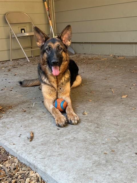 Photo of Missy Miss, adoptable German Shepherd Dog in South Lake Tahoe, California