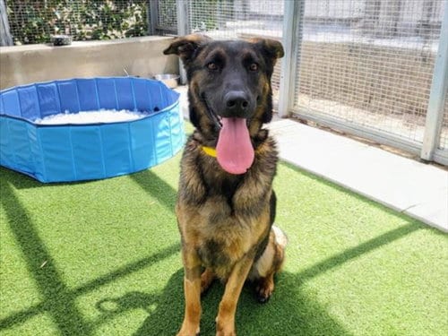 Photo of Akira, adoptable German Shepherd Dog in San Pedro, California