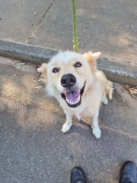 Photo of Bolt, adoptable Siberian Husky cross in Lawrenceville, Georgia