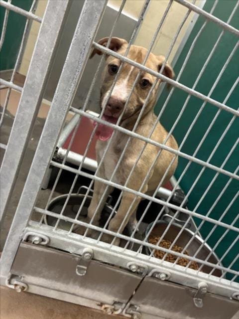Photo of Pixel, adoptable Pit Bull Terrier in Texas City, Texas