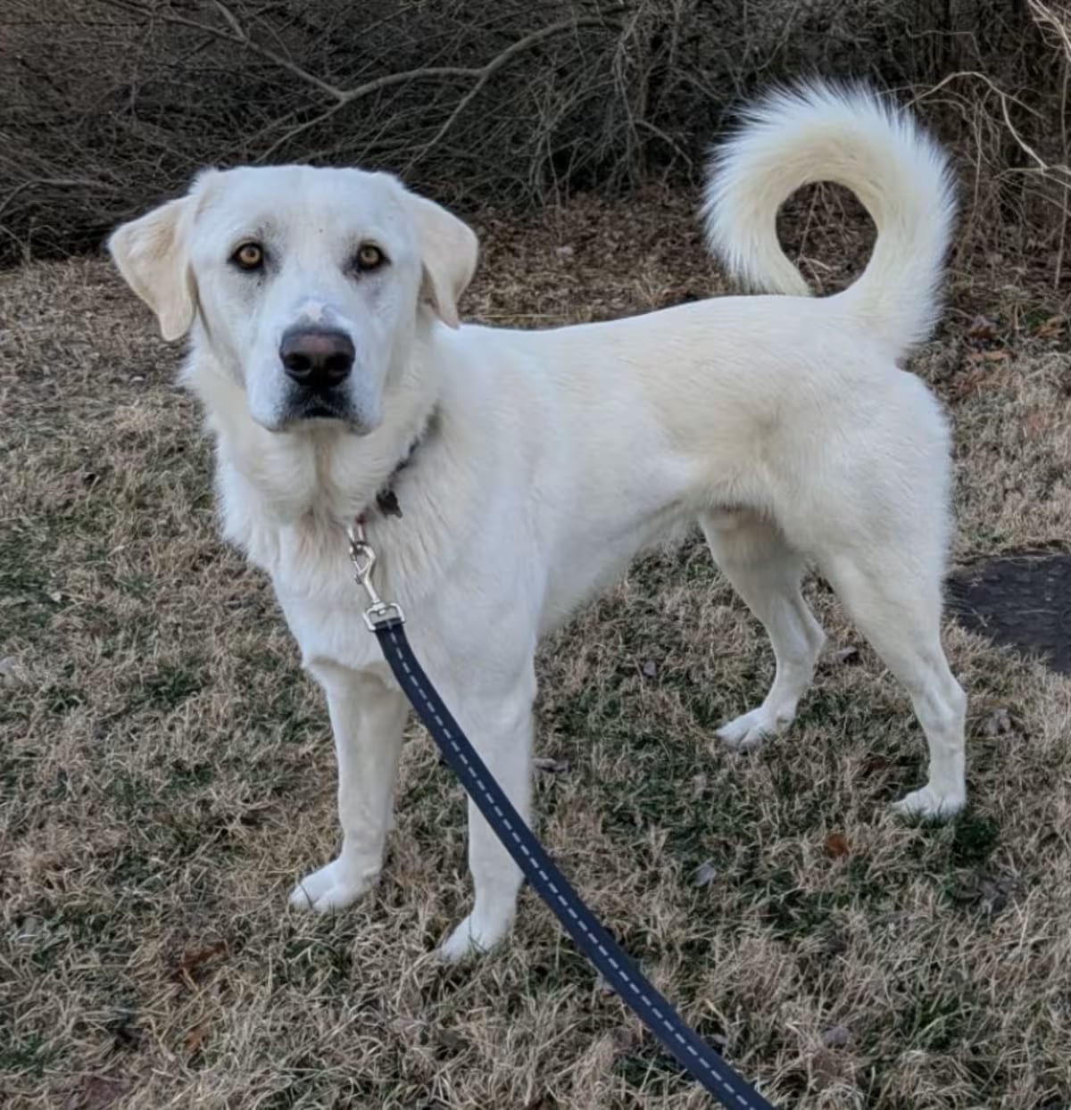 Photo of Bear, adoptable Great Pyrenees/Labrador Retriever in LaGrange, Kentucky