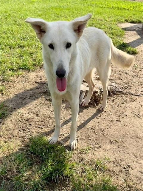 Photo of Celeste, adoptable German Shepherd Dog in Conroe, Texas