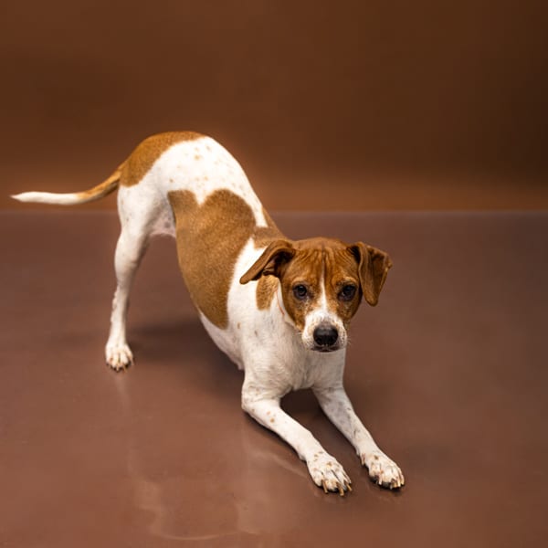 Photo of Puppers, adoptable Terrier cross in Lawrenceville, Georgia