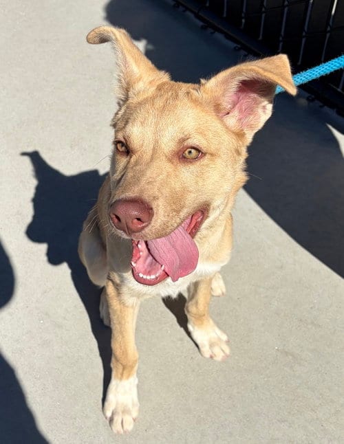 Photo of Ko Joe, adoptable Siberian Husky in Salinas, California