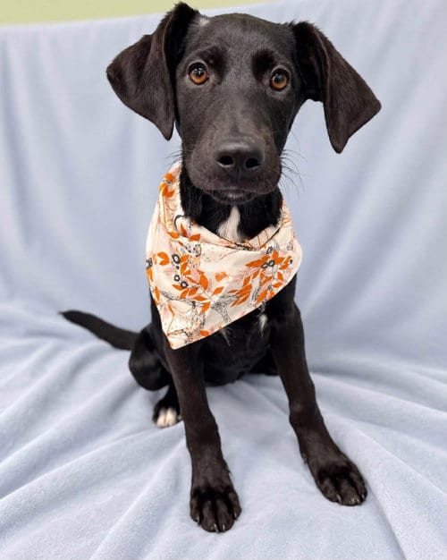 Photo of Indy, adoptable German Shepherd Dog in Burnsville, North Carolina