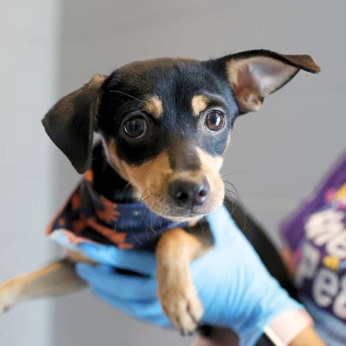 Photo of Tommy, adoptable Miniature Pinscher in San Antonio, Texas