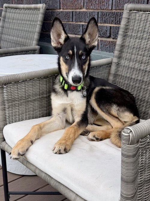 Photo of Zelda, adoptable Shepherd in Salt Lake City, Utah