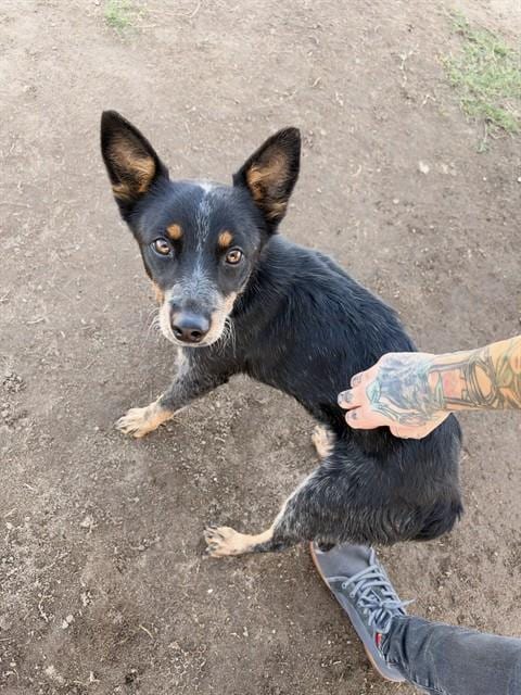 Photo of Pixie, adoptable Australian Cattle Dog/Blue Heeler in Bakersfield, California