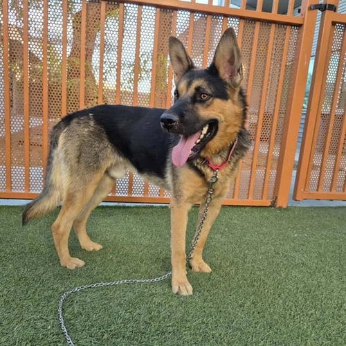 Photo of Gotham, adoptable German Shepherd Dog in Las Vegas, Nevada